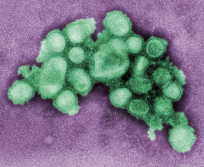 Вакцина КаКа (свиной грипп H1N1): второй фронт открывается